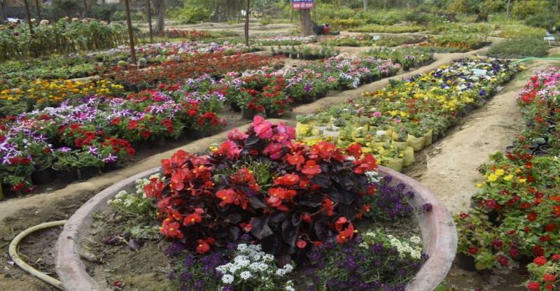 सुख-समृद्धि के लिए कलरफुल प्लांट्स की डिमांड