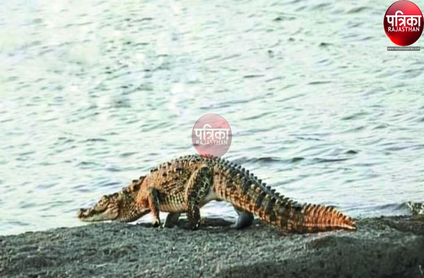 तब यहां छोड़े गए थे दो जोड़े, वर्तमान में 500 से अधिक मगरमच्छ, जिम्मेदार नहीं ले रहे रुचि