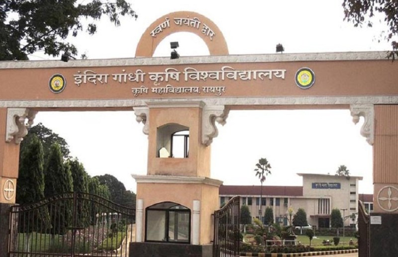 IGKV Raipur: 14 हजार हैक्टेयर जमीन को बताया था मखाने का स्वर्ग, अब 1 एकड़ फसल भी नहीं बची