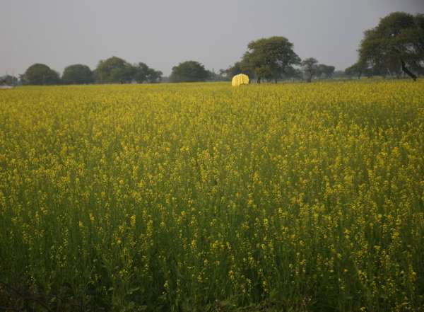 गर्म हुआ मौसम