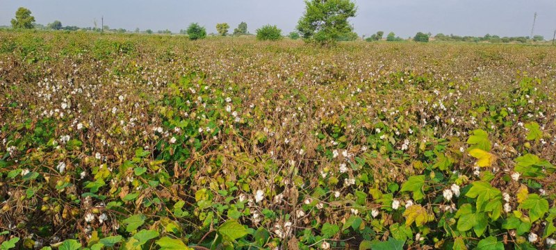 बीटी कॉटन को गुलाबी सुंडी ने किया तहस-नहस, कृषि विभाग कार्यशाला के नाम पर कर रहा खानापूर्ति