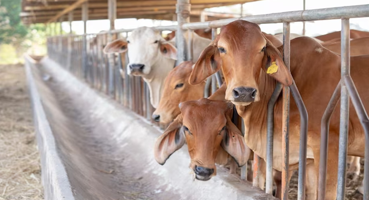 cow.jpg
