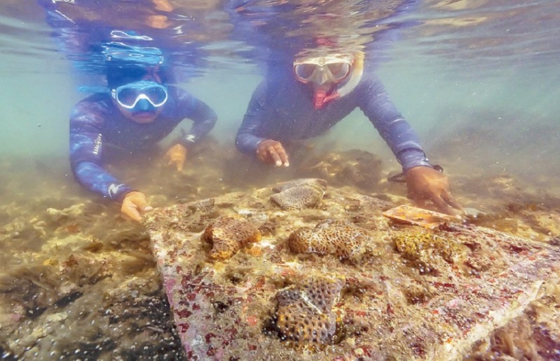 16,000 से अधिक समुद्री जीव सृष्टि को नरारा टापू पर किया स्थानांतरित