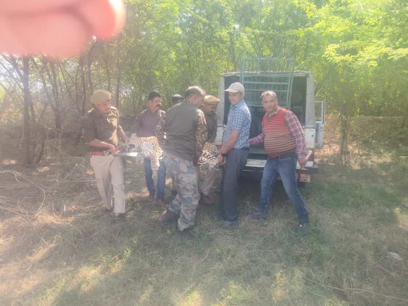 Video : नावडा के गोमती नदी में फंदे में फंसा मिला पैंथर