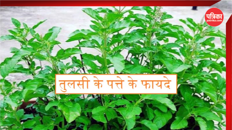 tulsi ke fayde