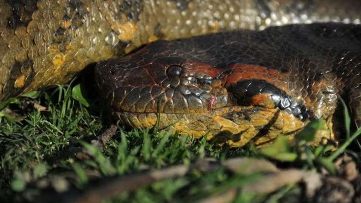 Giant anaconda species found in Amazon