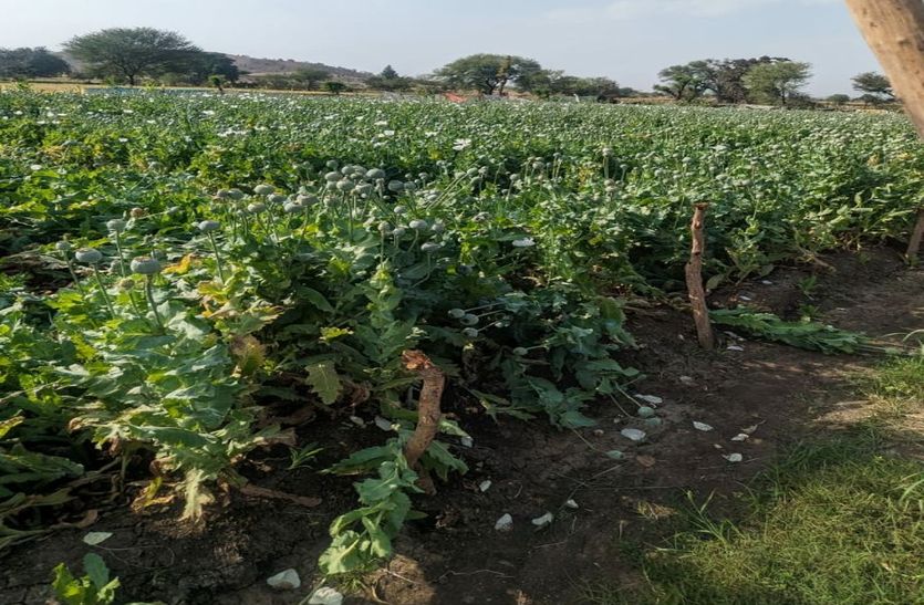 Weather took a turn again, opium farmers suffered the most, Narcotics