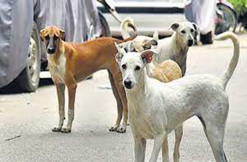 विश्वविद्यालय के कुलसचिव को डर, राज्य स्तरीय युवा उत्सव में आने वाले छात्र-छात्राओं को कहीं कुत्ते न काट लें