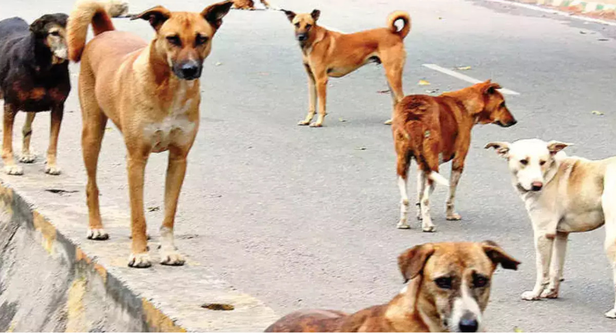 dog_attack_in_rajasthan.jpg
