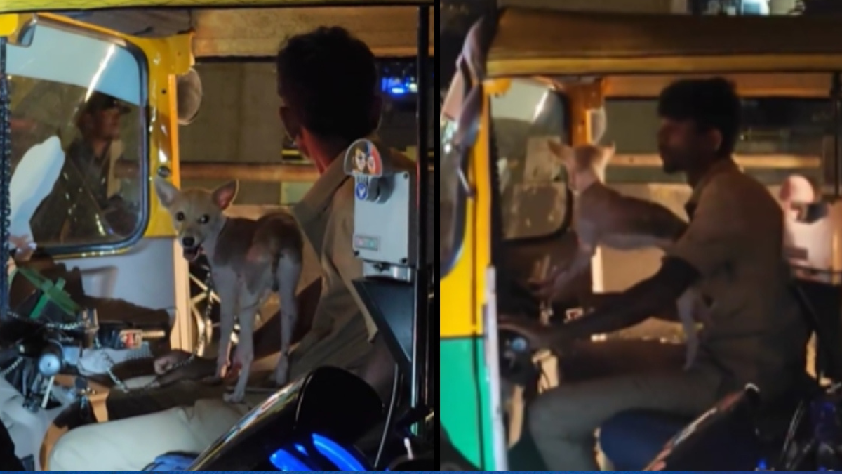 dog in bengaluru auto ride