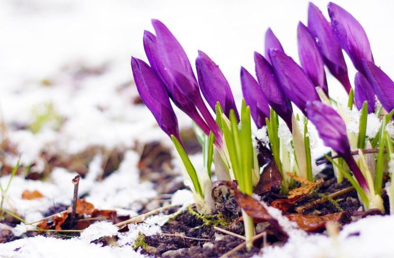 जलवायु परिवर्तन की ऐसी मार, समय से पहले खिलने लगे फूल