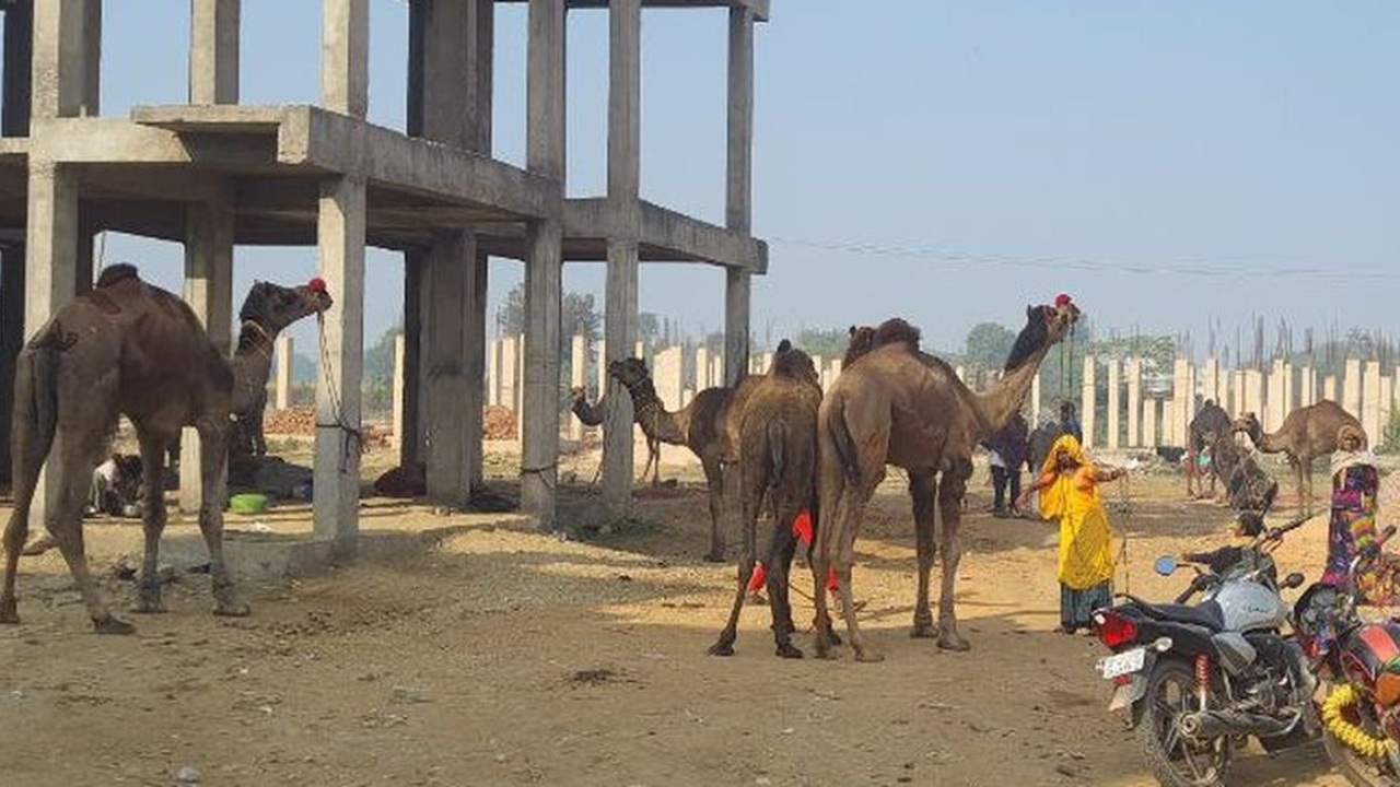 karauli_cattle_fair.jpg