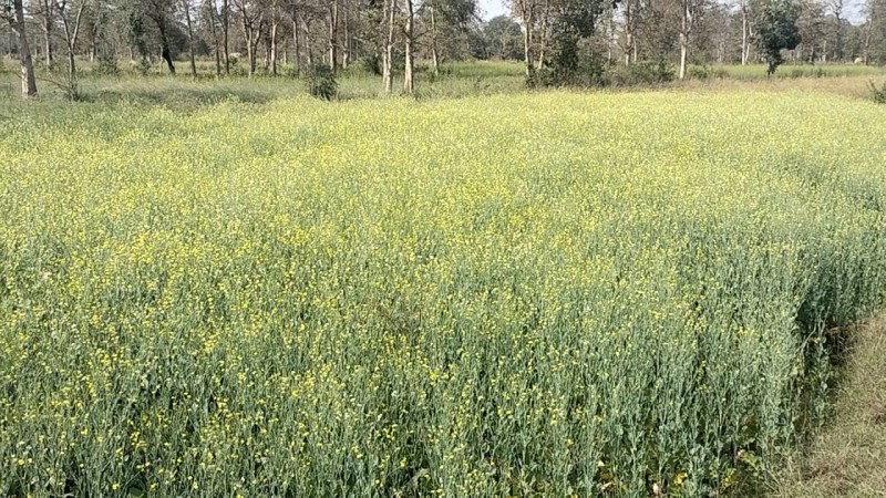 नहर का पानी नहीं मिलने से किसान चिंतित