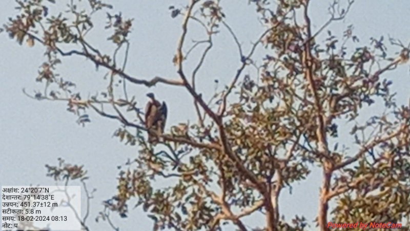 गणना में बकस्वाहा क्षेत्र में मिले गिद्ध