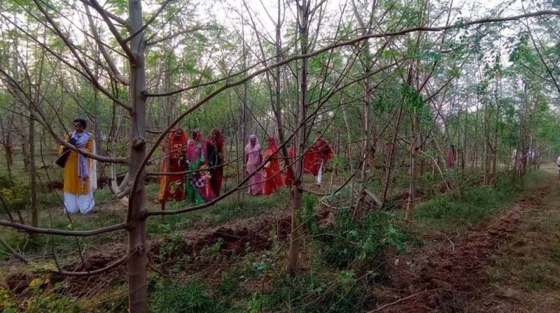 सुपर फूड सहजनी...जिसने सुधारी आधी आबादी की शारीरिक और आर्थिक सेहत, जानिए कैसे