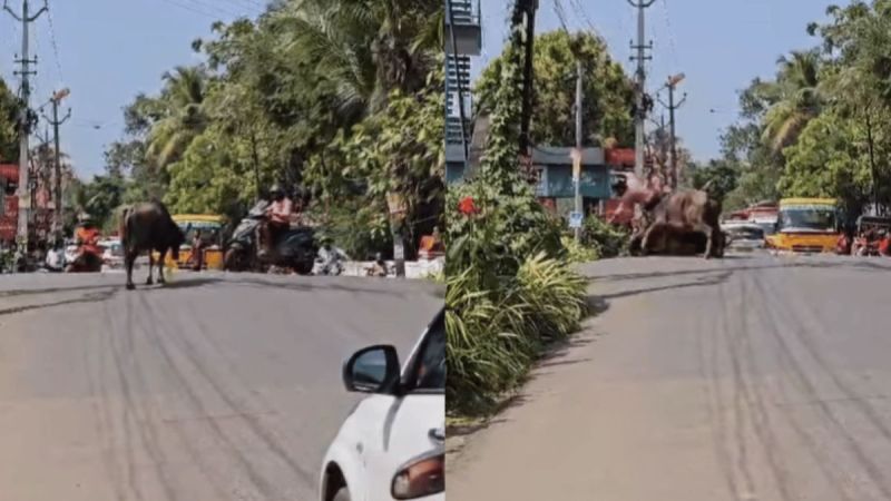 angry buffalo attack man