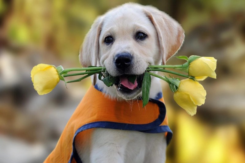 Lucknow dogs sterilize