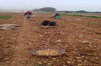 आलू बीज का संकट, 4500 क्विंटल ही तैयार