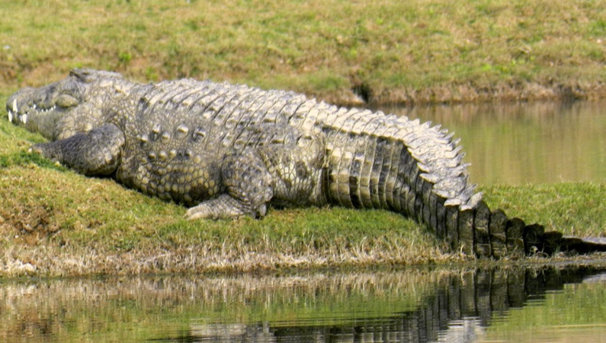 gharial.jpg