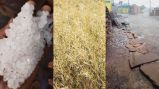 Rajasthan latest Weather Forecast for rain hailstorm top news 