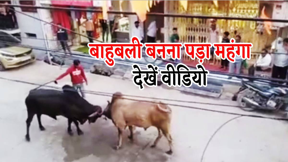 Video : सांडों की लड़ाई में बन रहा था ‘बाहुबली’, देखिए क्या हुआ हाल