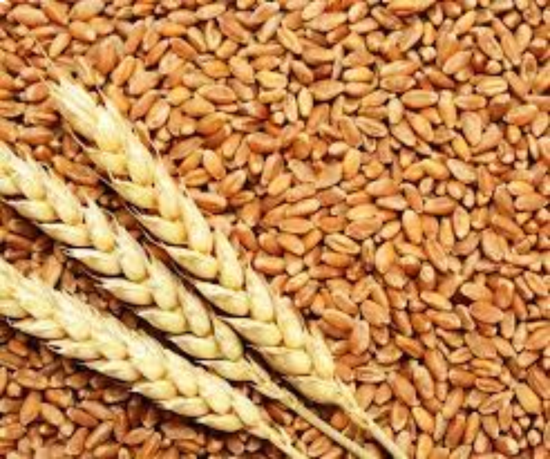 Wheat support price not available in Ujjain mandi