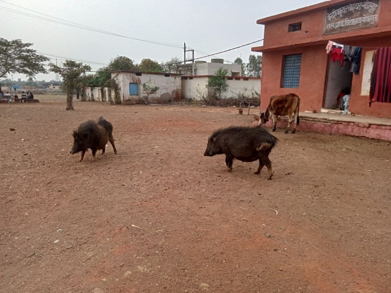 पत्रिका स्पॉट लाइट : बाउंड्रीवॉल न होने से असुरक्षित शिक्षा के मंदिर