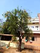 पेड़ पुराना होने के कारण कमरख फल का स्वाद बदला