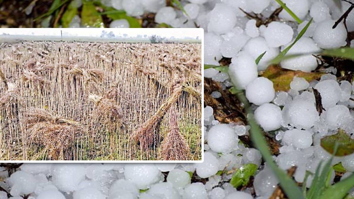 Weather Alert: किसानों पर बारिश की मार, 1 और 2 मार्च को तूफान के साथ बारिश-ओले
फिर मचाएंगे तबाही
