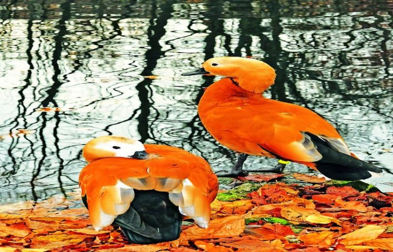 तापमान में होने लगी बढ़ोतरी...लौटने लगे प्रवासी पक्षी अपने ‘देश’