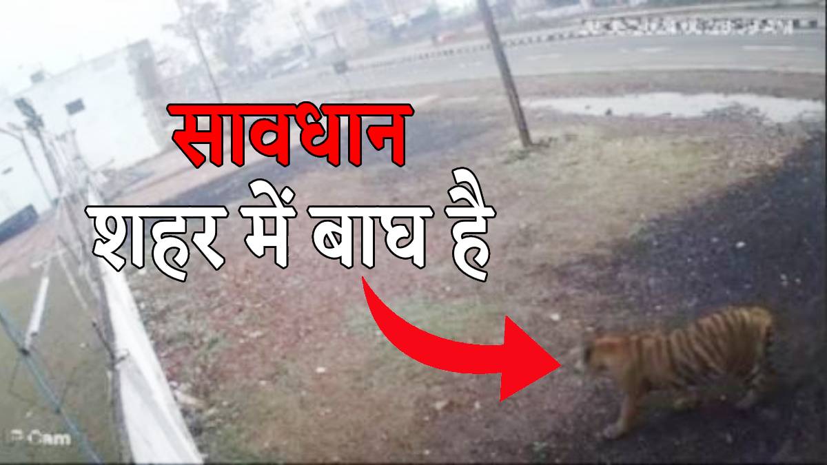 शहर के रास्तों पर मॉर्निंग वॉक पर निकला बाघ, देखें वीडियो