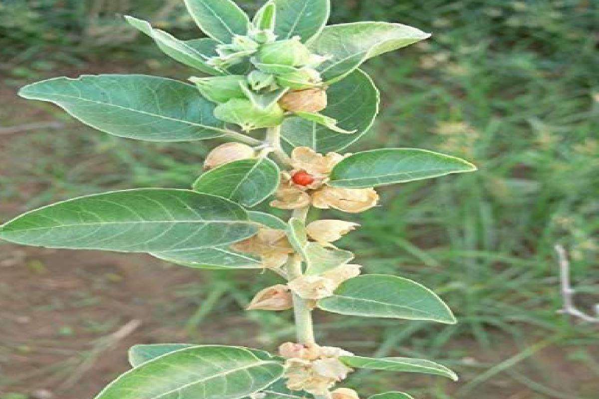 ashwagandha_root_for_ketu_blessings.jpg