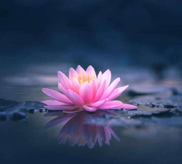 राष्‍ट्रीय पुष्प (National flower)