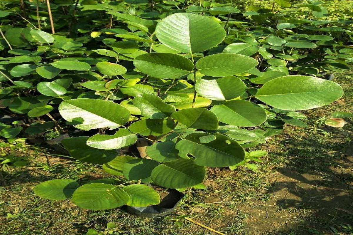 sandalwood_root_for_rahu_shanti.jpg