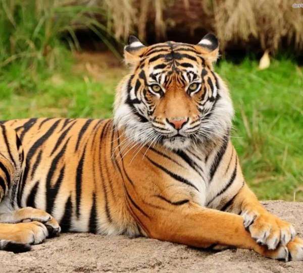 राष्‍ट्रीय पशु (National Animal)