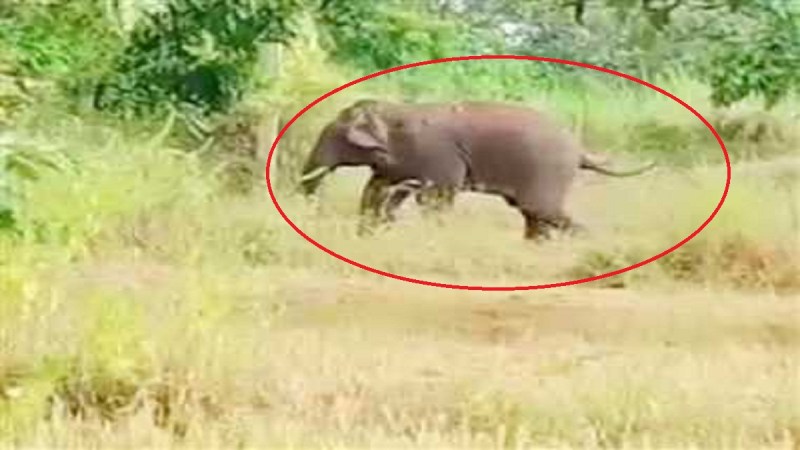 tusk_elephant_knocks_again_in_dhamtari.jpg