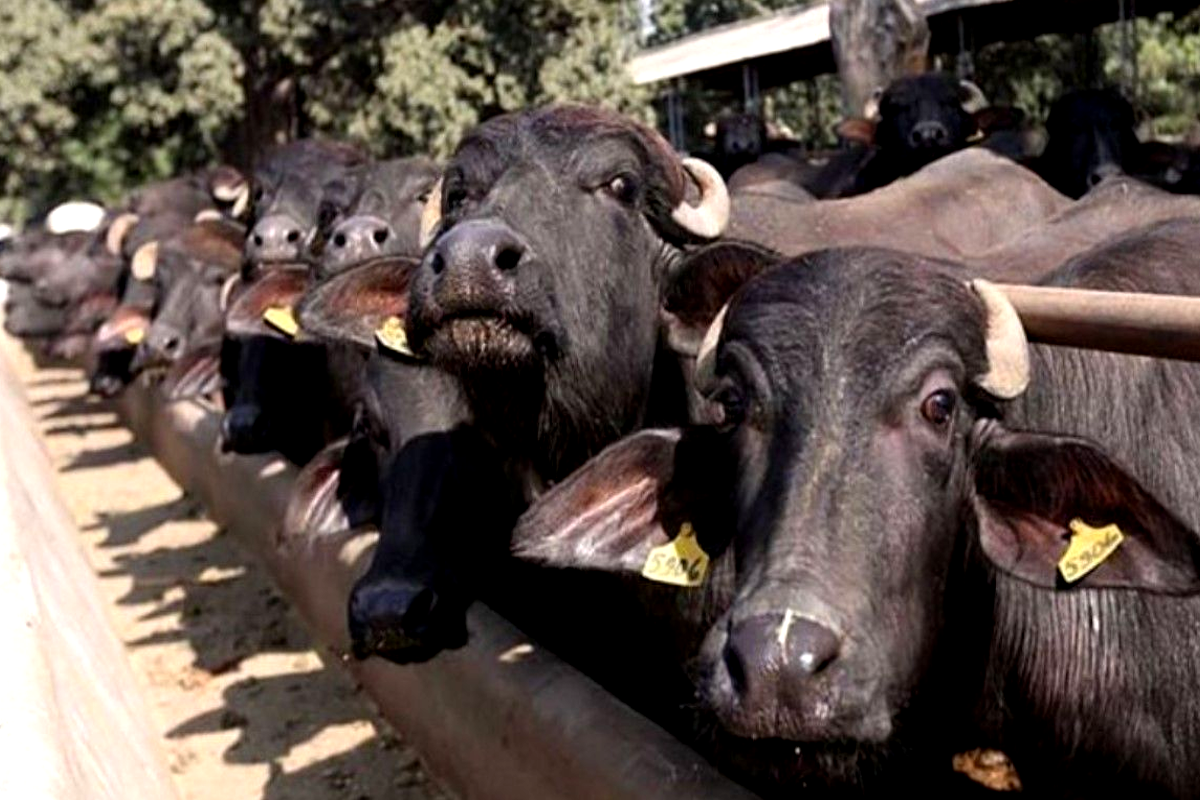 buffeloes stolen case