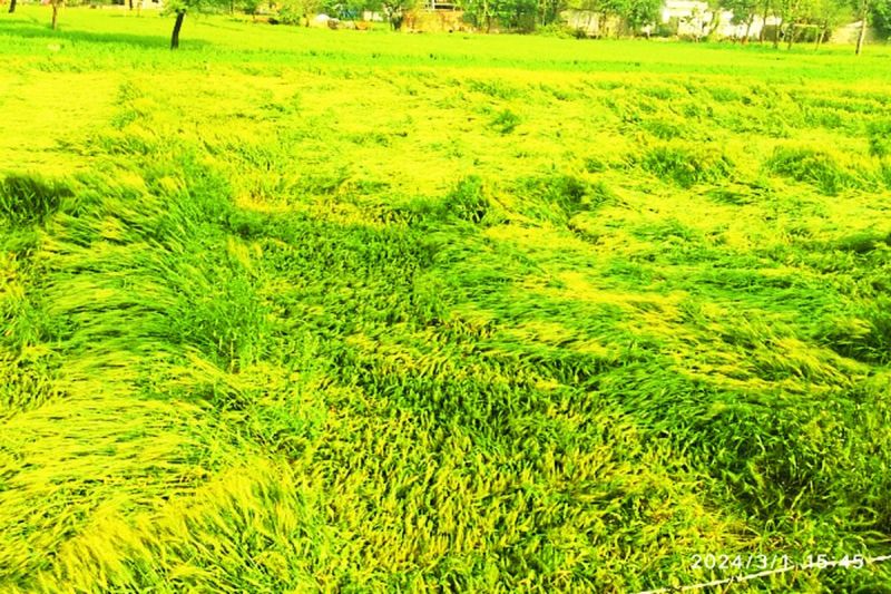 मौसम: ओलों व बारिश ने अन्नदाता के अरमानों पर फेरा पानी