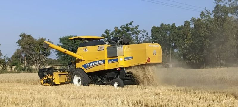 गेहूं के दाने की चमक पड़ी फीकी...जिले में 40 प्रतिशत उत्पादन कम होने की आशंका