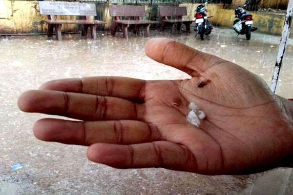 बारिश-ओलों से मंडियों में जिंस भीगी, हवा से खेतों में फसलें आड़ी पड़ी...देखिए तस्वीरें