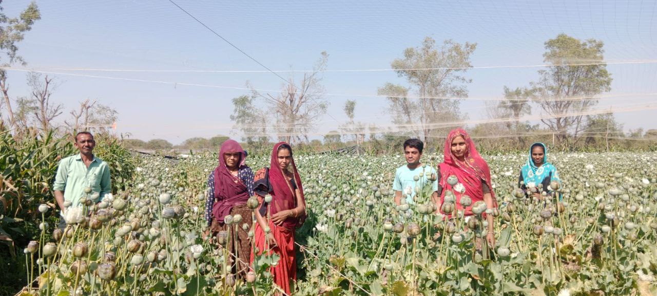 अफीम में किसान नहीं, तस्कर कर रहे मोटी कमाई