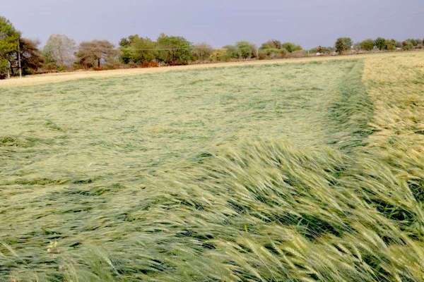 बारिश-ओलों से मंडियों में जिंस भीगी, हवा से खेतों में फसलें आड़ी पड़ी...देखिए तस्वीरें