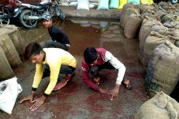 बारिश-ओलों से मंडियों में जिंस भीगी, हवा से खेतों में फसलें आड़ी पड़ी...देखिए तस्वीरें