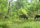 इंद्रावती राष्ट्रीय उद्यान में आबाद हो रहे हैं राजकीय पशु वन भैंसा