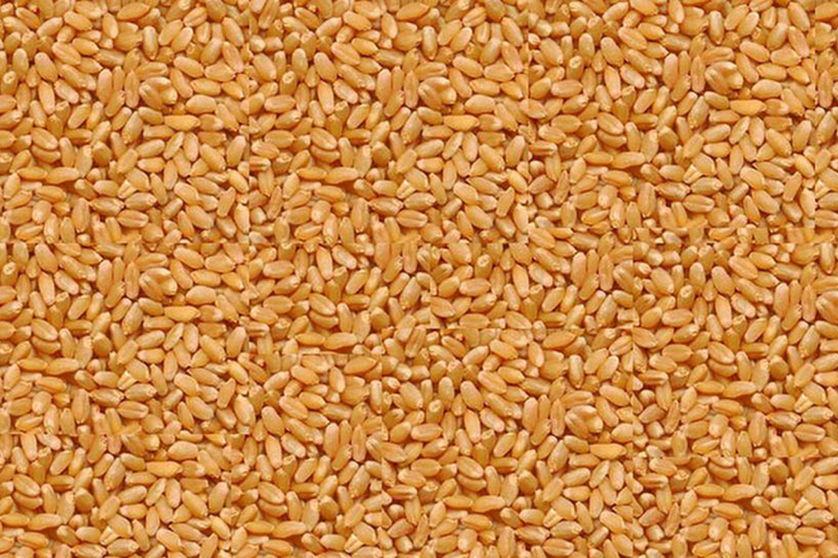 wheat_mandi.jpg