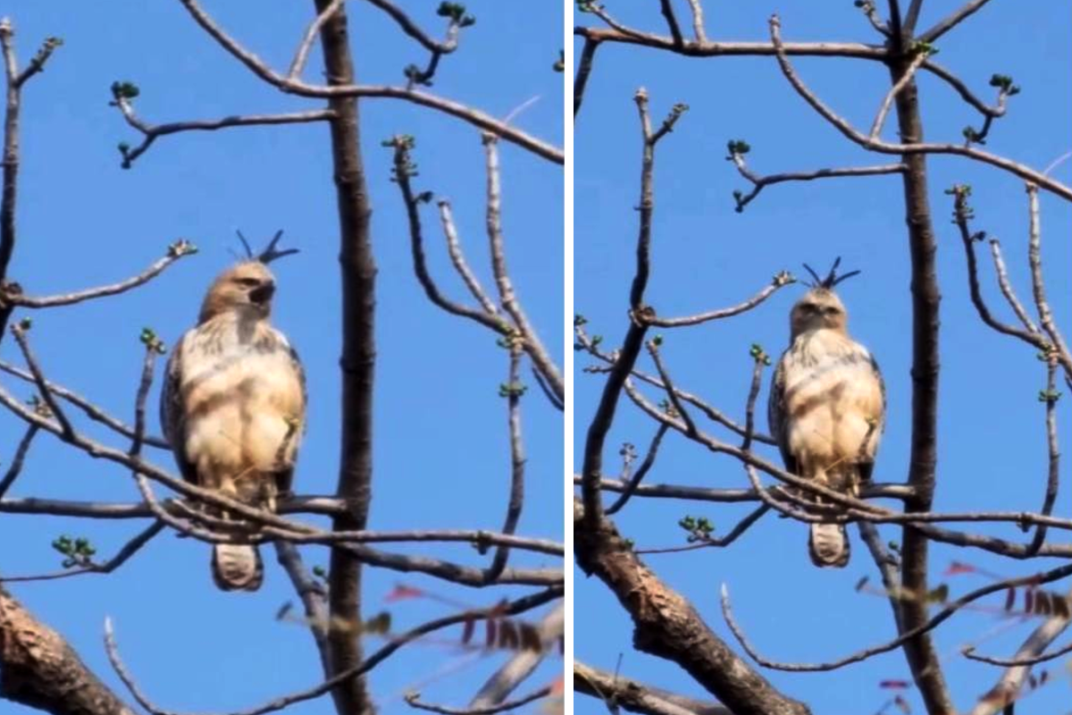 सतपुड़ा टाइगर रिजर्व में दिखा दुर्लभ पक्षी, रोमांचित कर देने वाला वीडियो आया
सामने