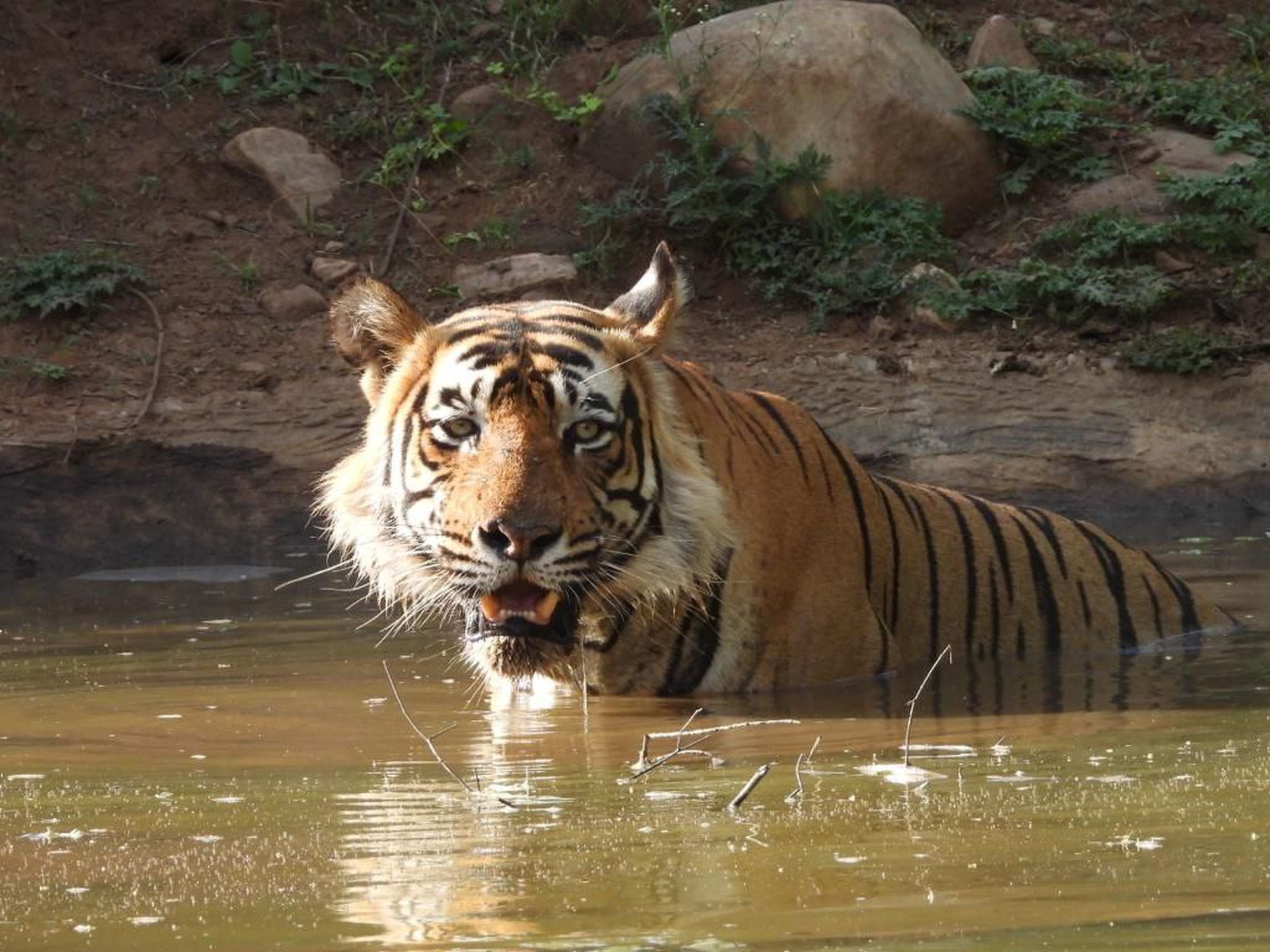 सरिस्का का ये टाइगर सबसे ताकतवर