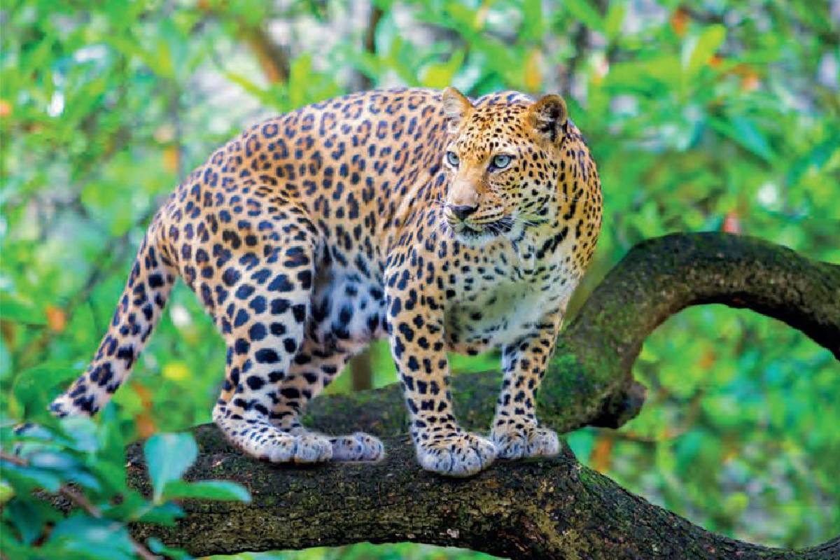 leopard_in_mp_largest_number_of_leopard_in_panna_tiger_reserve_in_mp_leopard_state_is_mp.jpg