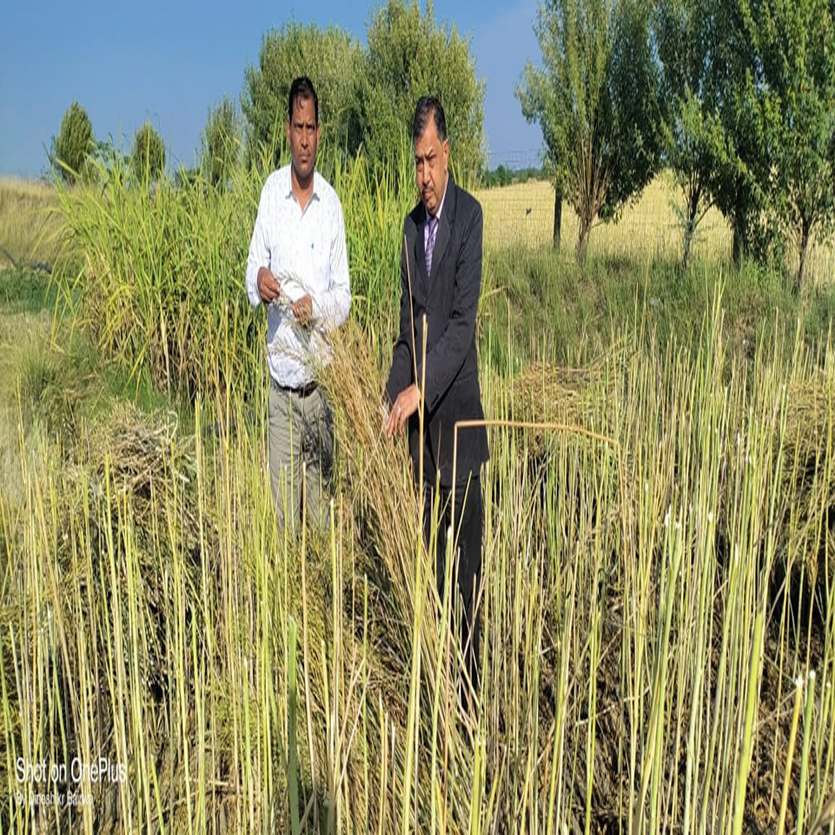 बेमौसम बारिश से सरसों, गेहूं, जौ पर की फसलों पर मार