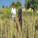 बेमौसम बारिश से सरसों, गेहूं, जौ पर की फसलों पर मार